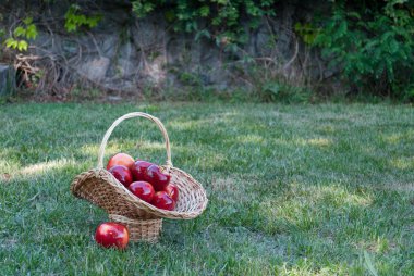 Hasır sepet Vines yeşil çimen, kırmızı olgunlaşmış meyve, hasır saman, arka plan üzerinde kırmızı elma ile dokuma taş çit, tırmanma bitki, yaz tatil manzara natürmort hafta sonu