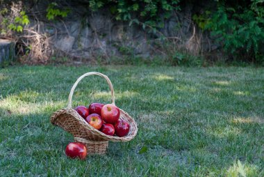 Hasır sepet Vines yeşil çimen, kırmızı olgunlaşmış meyve, hasır saman, arka plan üzerinde kırmızı elma ile dokuma taş çit, tırmanma bitki, yaz tatil manzara natürmort hafta sonu