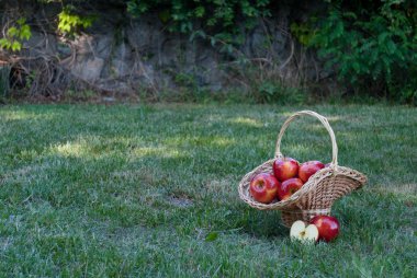 Hasır sepet Vines yeşil çimen, kırmızı olgunlaşmış meyve, hasır saman, arka plan üzerinde kırmızı elma ile dokuma taş çit, tırmanma bitki, yaz tatil manzara natürmort hafta sonu