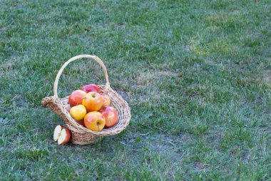 Hasır sepet Vines yeşil çimen, sarı olgun meyve, hasır saman, arka plan üzerinde sarı elma ile dokuma taş çit, tırmanma bitki, yaz tatil manzara natürmort hafta sonu