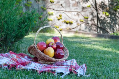 Hasır sepet Vines elmalı yeşil çim masa örtüsü, bez bir kafes havlu, sarı kırmızı olgunlaşmış meyve, asma saman, bush Ladin ardıç, taş çit, arka plan üzerinde dokuma tesisi tırmanma
