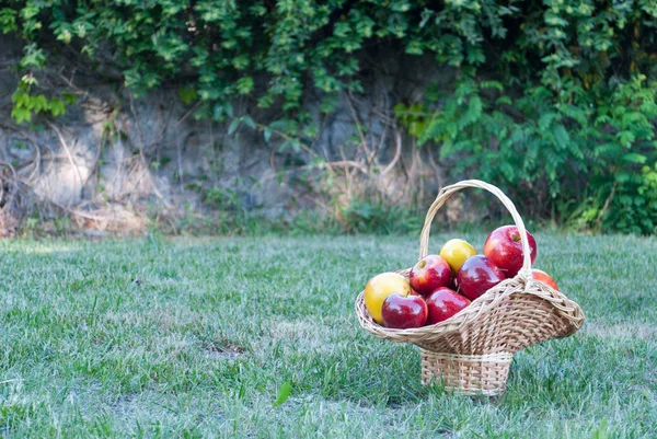 Hasır sepet Vines yeşil çimen, sarı kırmızı olgunlaşmış meyve, hasır saman, arka plan üzerinde sarı kırmızı elma ile dokuma taş çit, tırmanma bitki, yaz tatil manzara natürmort hafta sonu