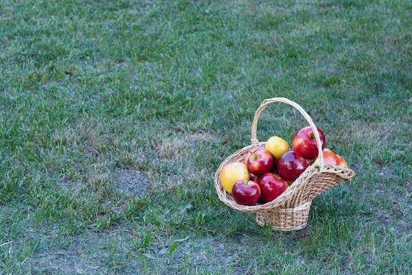 Hasır sepet Vines yeşil çimen, sarı kırmızı olgunlaşmış meyve, hasır saman, arka plan üzerinde sarı kırmızı elma ile dokuma taş çit, tırmanma bitki, yaz tatil manzara natürmort hafta sonu