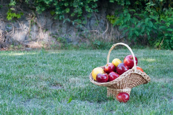 Hasır sepet Vines yeşil çimen, sarı kırmızı olgunlaşmış meyve, hasır saman, arka plan üzerinde sarı kırmızı elma ile dokuma taş çit, tırmanma bitki, yaz tatil manzara natürmort hafta sonu