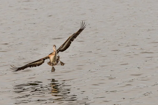 Landung Eines Braunen Pelikans Pazifik Der Half Moon Bay Kalifornien — Stockfoto