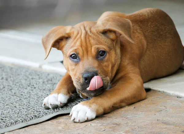 Puppy Dog Boxer Pit Bull Mix His Tongue Out — Stock Photo, Image