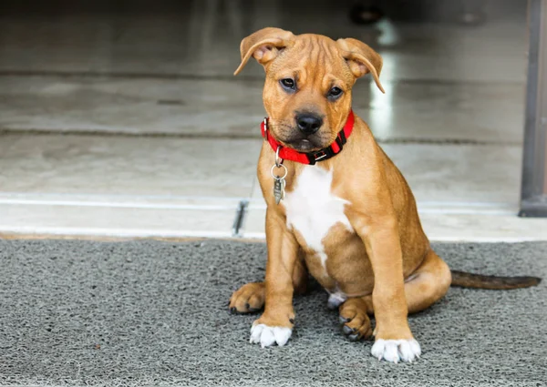 Cachorro Perro Boxeador Pit Bull Mix Sentado Fuera Posando Para Imágenes De Stock Sin Royalties Gratis