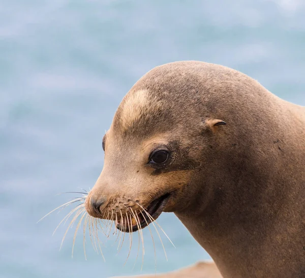 León Marino Cerca Retrato Con Fondo Cielo Azul Tomado Jolla — Foto de Stock