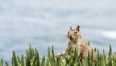 Zemin sincap, La Jolla, Kaliforniya, ABD Sahil mavi okyanus arka plan ile poz 