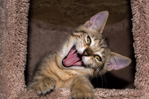 Funny Kitten Portrait Close — Stock Photo, Image
