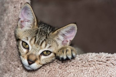 Bir tatlı yavru kedi yüz fotoğrafı yakın çekim 