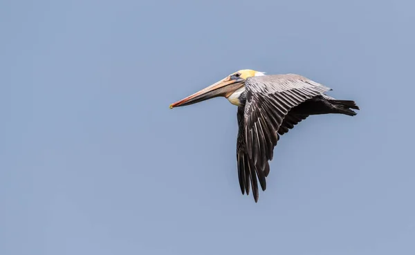 Colorido Pelícano Marrón Volando Cielo Azul Cerca Con Las Alas —  Fotos de Stock