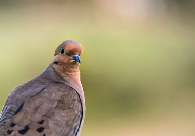 Sabah kadar yakın kopya alanı ile yeşil bir arka plan ile tünemiş kuş güvercin