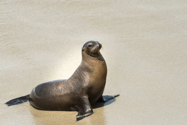 Retrato León Marino Playa Cerca Con Espacio Para Copiar — Foto de Stock