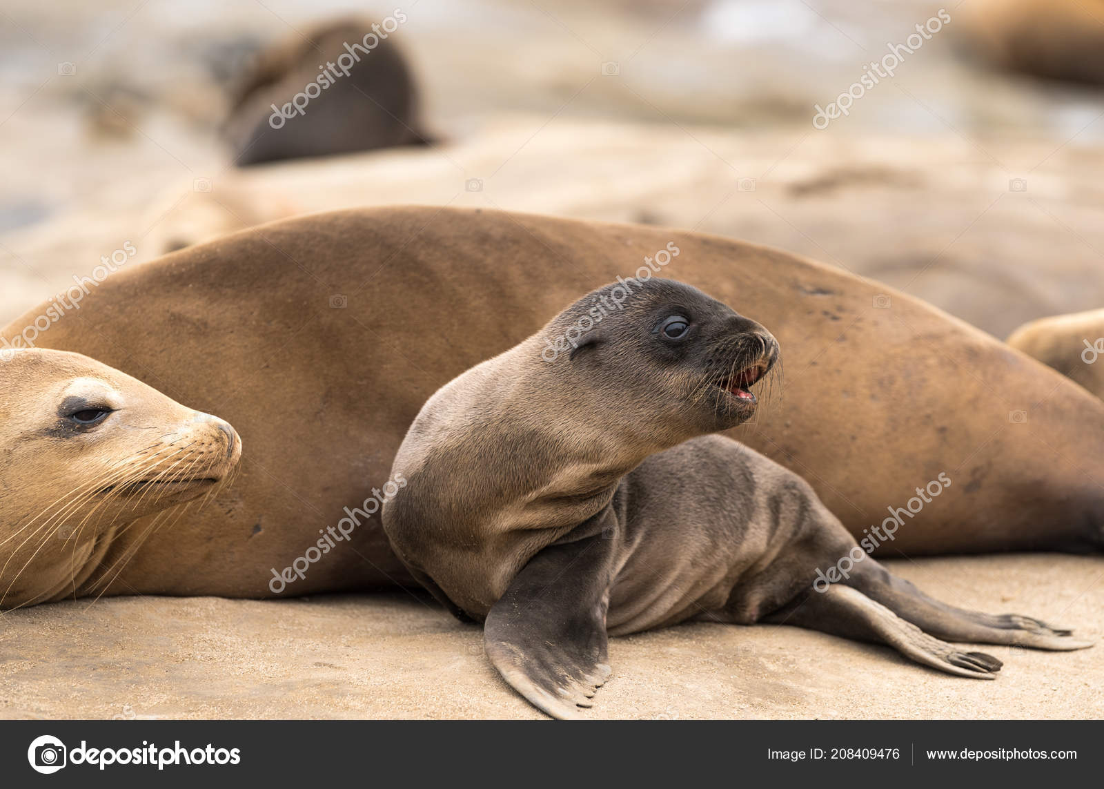 Fotos De Mama Leon Marino Bebe Los Acantilados Del Mar Jolla California Imagen De C Gailsalter