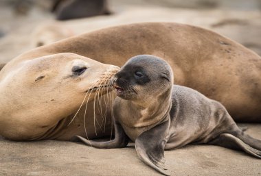 Deniz aslanı yavru ve anne uçuruma La Jolla, Kaliforniya, ABD