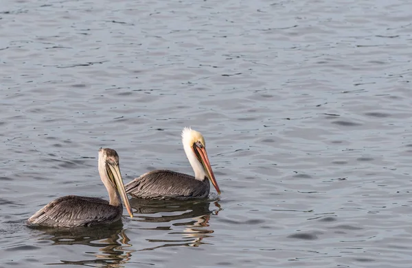 Twee Bruine Pelikanen Zwemmen Stille Oceaan Met Kopie Ruimte — Stockfoto