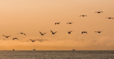 Bir sürü güzel ördek gökyüzü ile San Francisco Körfezinde büyük okyanus uçan Pelikan