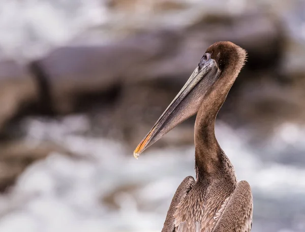 Ung Brun Pelikan Uppflugen Den Klippiga Kusten Jolla Kalifornien — Stockfoto