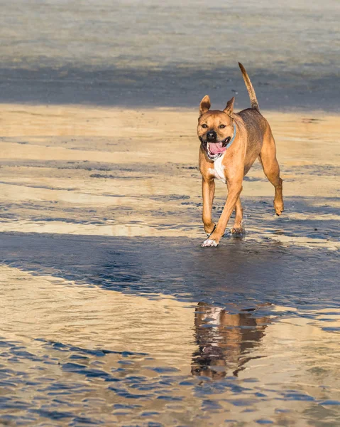 Boxer Pit Bull Mix Dog Running Beach Sunset Water Reflection — Stock Photo, Image