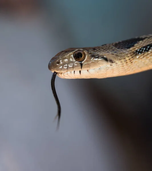 Snake head close up with its tongue out