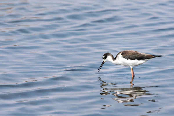 Svart Hånglat Stylta Fågel Vada Vatten Baylands Naturreservat Kalifornien — Stockfoto