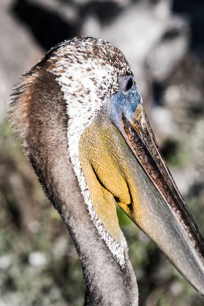 Kahverengi Pelikan Portre Renkli Yakından — Stok fotoğraf