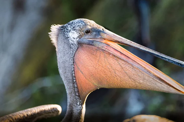 Brauner Pelikan Aus Nächster Nähe Zeigt Seine Kehltasche — Stockfoto