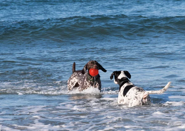 A photograph of two dogs playing in the ocean with a red ball.