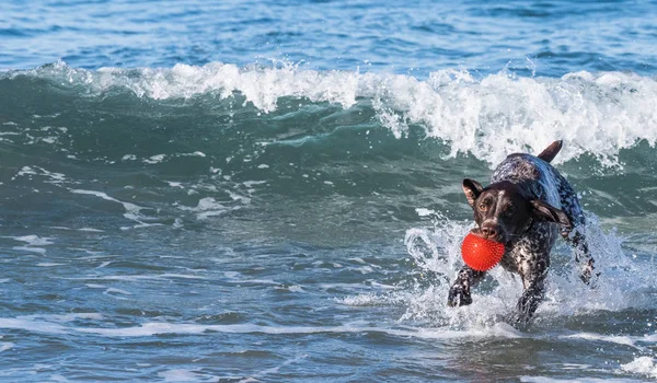 Photograph of a dog playing in the ocean with a red ball