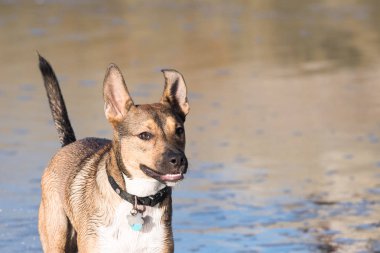Sahilde Köpek Gülümseyen Portre