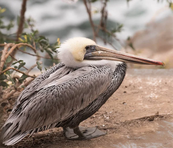 Foto Eines Braunen Pelikans Auf Den Klippen Jolla Kalifornien — Stockfoto