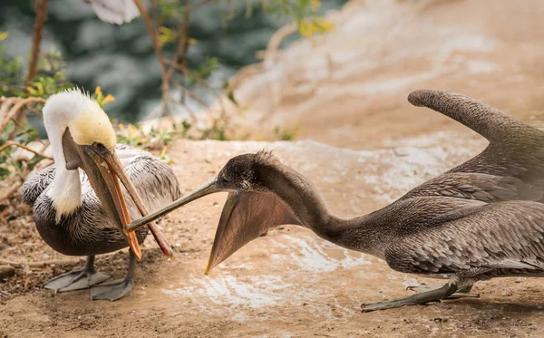 Foto Von Zwei Braunen Pelikanen Die Den Klippen Jolla Kalifornien — Stockfoto