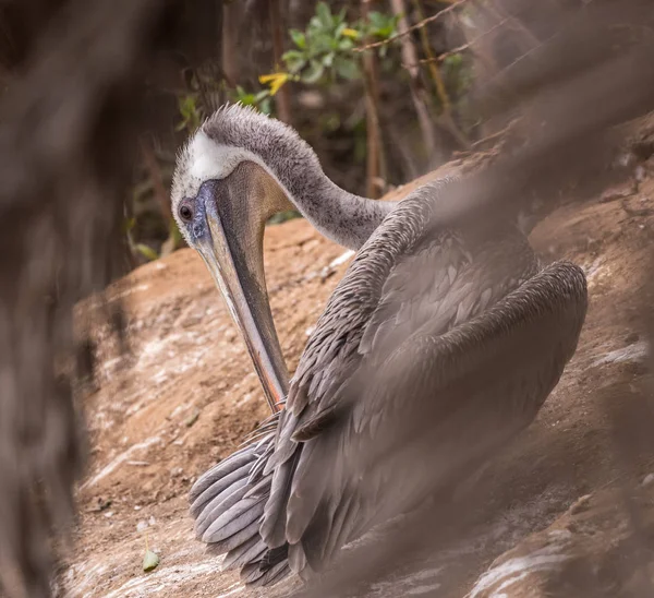 Kahverengi Bir Pelikanın Fotoğrafı Yakın Plan — Stok fotoğraf