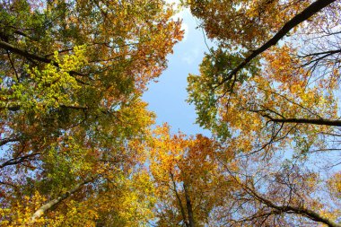 Güzel renkli sonbahar ağaçlar aşağıdan gördüm. 