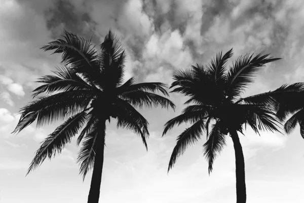 Coconut Tree Sky Bakgrund Med Strand Svartvit Fotografering — Stockfoto