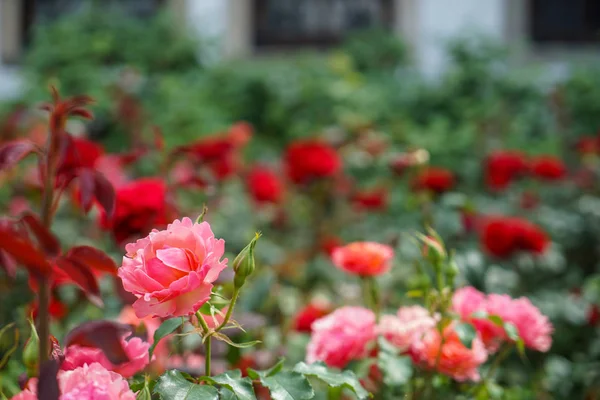 Rosa Rosa Florescendo Bonito Fresco Aumentou Rosas Vermelhas Borradas Folhas — Fotografia de Stock