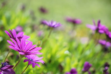 Taze güzel çiçek mor Aster çiçek yumuşak hafif bulanık yeşil bahçe alan arka plan güneşli gün, seçici odak, Türkiye bırakır.
