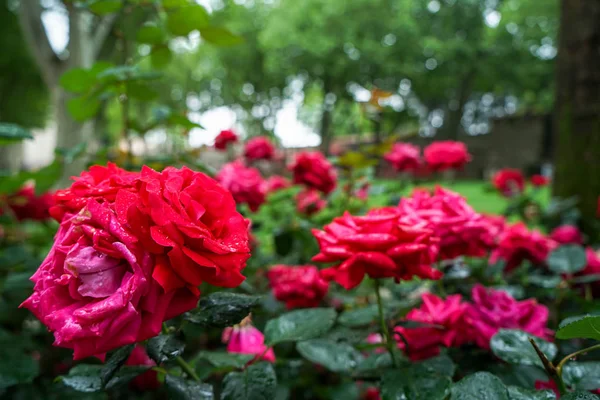 Blühende Und Welkende Rote Rosenblüten Mit Regenwassertropfen Auf Blütenblättern Auf — Stockfoto
