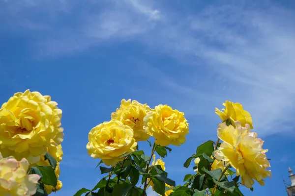 Blooming Belo Monte Flores Rosas Amarelas Com Folhas Verdes Tons — Fotografia de Stock