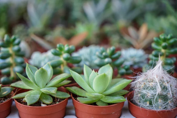 Shades Bright Fresh Green Kalanchoe Succulent Plant Brown Pot Blurred — Stock Photo, Image