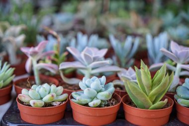 Yeşil tavuk ve civciv, yerel piyasa, seçici odak, Türkiye'de satış arka plan bulanık ile kahverengi tencerede etli bitki çeşitleri