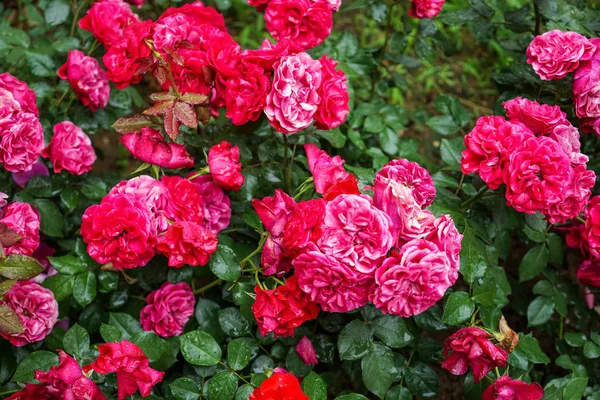 Abundância Fresco Cheio Flor Cachos Belas Flores Vermelhas Rosa Com — Fotografia de Stock