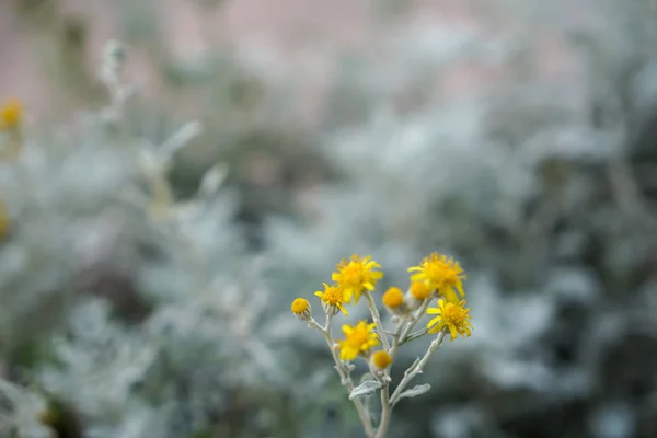 Petite Fleur Jaune Vif Sur Fond Art Flou Gris Pendant — Photo