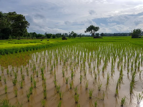 Fresca Tranquila Escena Nocturna Los Agricultores Campo Arroz Verde Claro — Foto de Stock