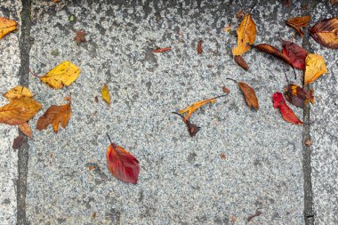 Işık gri granit taş döşeme doku arka planda, Kyoto, Japonya düşmüş renkli sonbahar yaprakları