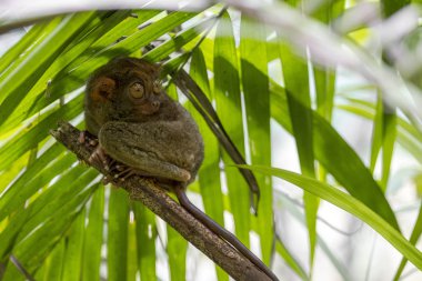 Tarsier Philippines küçük maymun