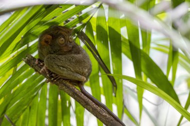 tarsier philippines small monkey clipart