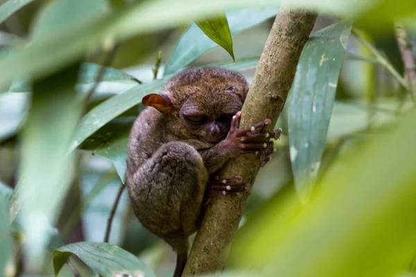 Små Apekatter Med Tarsier Filippiner – stockfoto