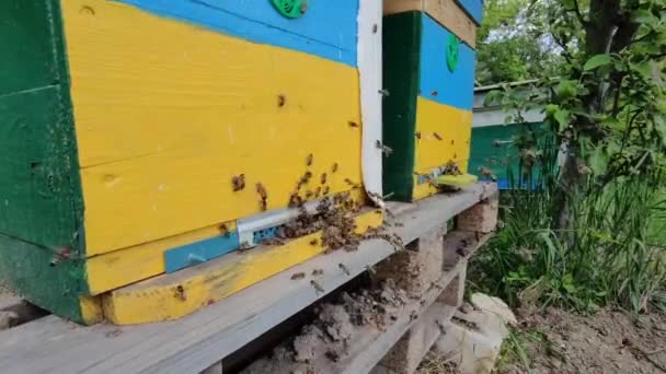 Gran colonia de abejas volando alrededor de la colmena, la vida activa de las abejas, afición ecológica, producción de miel, vista de cerca del colmenar en el jardín, nuevas abejas jóvenes haciendo el primer vuelo — Vídeos de Stock